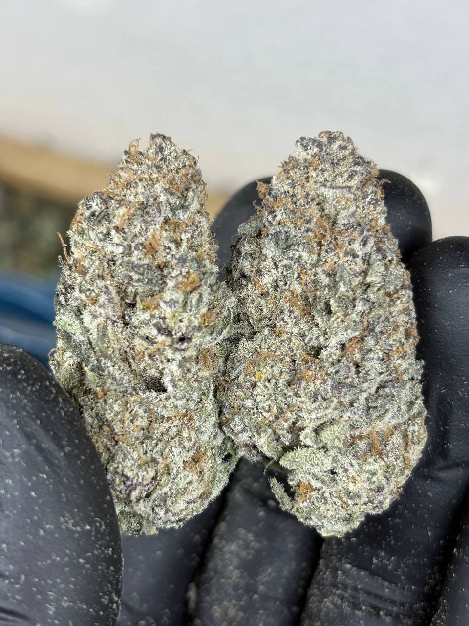 אצווה עדכנית בקטלוג – קשיי הסתגלות: חוסר יכולת להתמודד עם אתגרים.